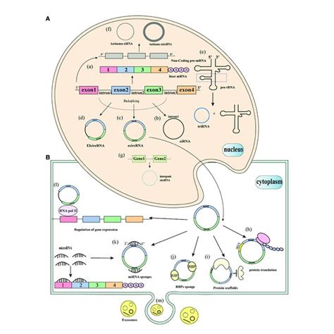 Biogenesis And Function Of Circrnas A Biogenesis Of Circrnas A