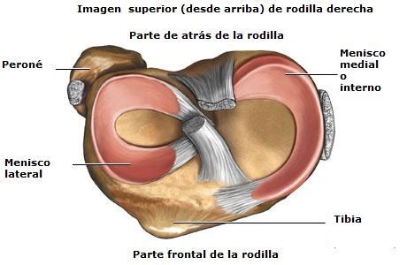 Meniscopatías El valor de la resonancia magnética en la salud del menisco