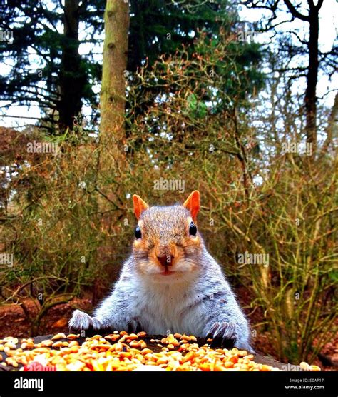 Squirrel gathering food Stock Photo - Alamy