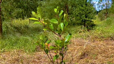 Cultivo de erva mate sombreada é alternativa de renda a produtores