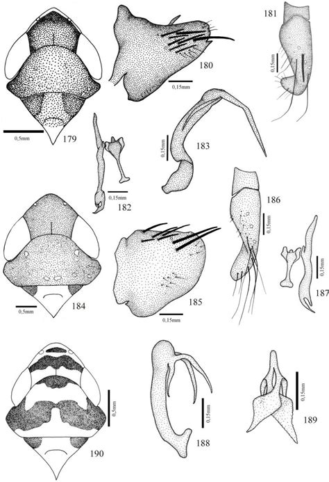 0 179 183 Portanus Ocellatus 179 Cabeça Pronoto E Escutelo Download Scientific Diagram