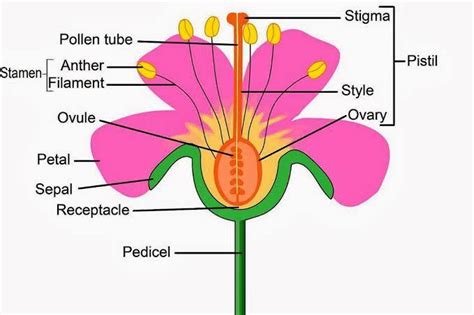 Flower Diagram Male And Female Reproductive Anther Stamen Re