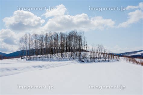 冬の晴れた日の雪原とシラカバ林の写真素材 240662058 イメージマート