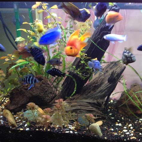 My Cichlids That Pose For The Picture Anyways Cichlids Plants