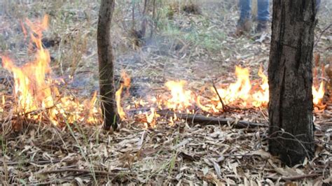 Loss Of Aboriginal Cultural Burning Leaves Australias Forests