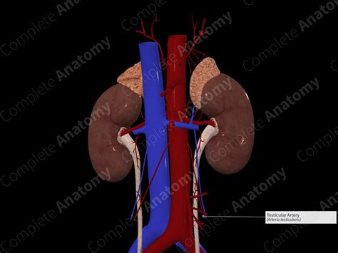 Testicular Artery Complete Anatomy