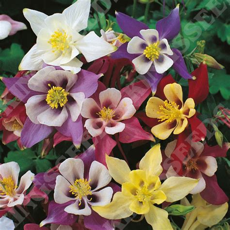 Aquilegia McKanas Giant Flower Seed | Kings Seeds