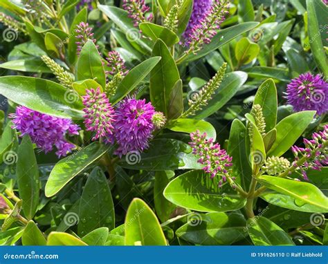 Hebe Green Globe Plants Known As Shrubby Veronica In The Garden