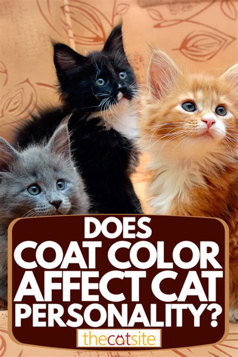 Does Coat Color Affect Cat Personality