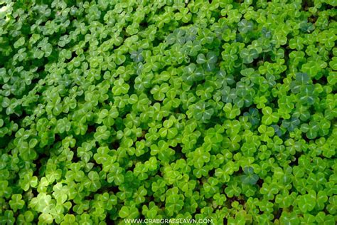 Why You Should Consider a Micro Clover Lawn (The Mini Clover Trend ...