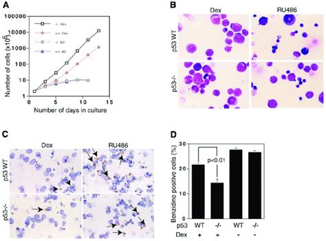 Proliferation Of Fetal Liver Cell Erythroblasts In Culture A Cells