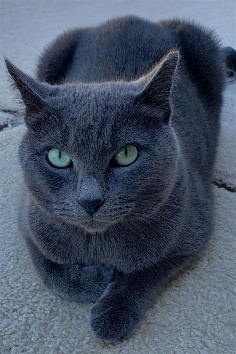 Pin By Eileen Snyder On Nacho Lookalikes In Russian Blue Cat