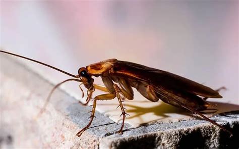 What Diseases Do Cockroaches Carry A Pest Control In Nc