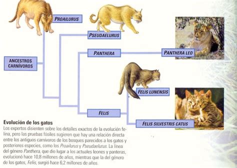 Evolución De Los Gatos Actualizado Abril 2024