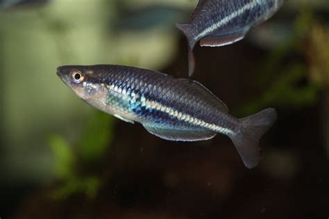 Blue Hole Rainbowfish Melanotaenia Sp Shop Imperial Tropicals