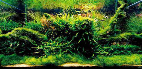 Aquascaping 101 An Aquascaping Technique Guide Sevenports Nano Aquariums