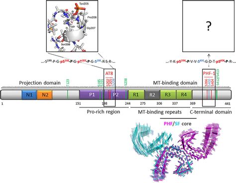 Frontiers Phosphorylation And O Glcnacylation Of The Phf Epitope Of