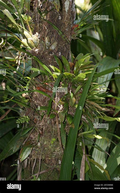 Endemische Orchideen Auf Einem Baumstamm Im Borneo Regenwald Auf Dem