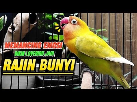 Suara Burung Lovebird Ngekek Panjang Pancingan Lovebird Biar Rajin