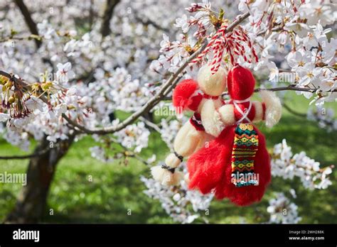 Bulgarian Traditional Spring Decor Martenitsa On The Cherry Blossom