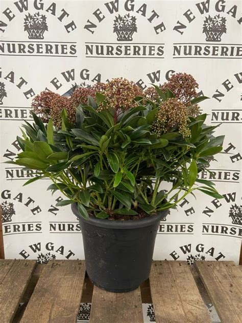 Skimmia Rubinetta Litre Pot Newgate Nurseries