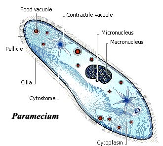 Paramecium Under Microscope Science Experience