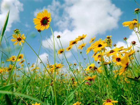 🔥 [40+] Summer Wildflowers Wallpapers | WallpaperSafari