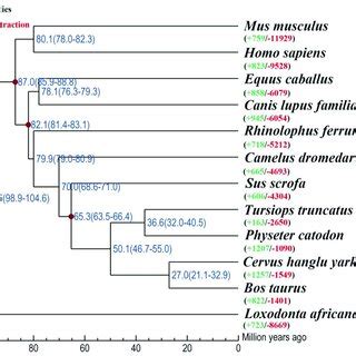 Phylogenetic Tree Constructed Using One To One Orthologous Gene Of The