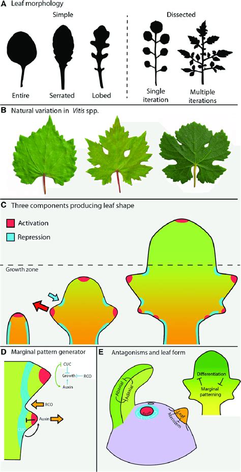 Leaf Form And Processes Underlying Its Generation A Leaf Outlines