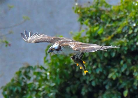 Lake District ospreys return to Bassenthwaite - The Keswick Reminder