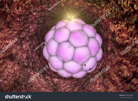 early stage embryo reproductive tract morula stock illustration
