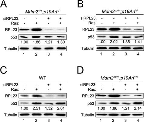 Rpl Links Oncogenic Ras Signaling To P Mediated Tumor Suppression