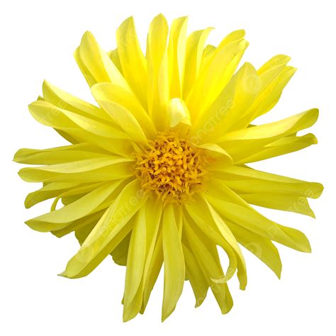 Imagem De Flor Dália Png Dália Flores Amarelo Imagem Png E Psd Para