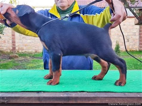 Doberman Tenci Halo Oglasi