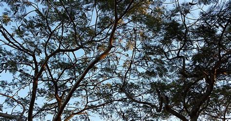 Royal Poinciana Trees Imgur