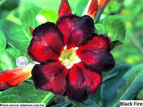 Adenium Obesum Black Fire Red W Black Edges Desert Rose Sabi Star