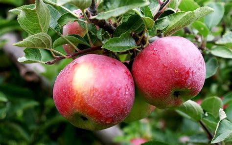 Empire Apple Tree A Great Apple To Eat Fresh Use For Apple Sauce Or