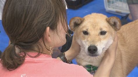 犬と猫の殺処分数が全国の中でも多い高松市で保護された犬と猫の譲渡会が開かれる Ksb瀬戸内海放送 Yahooニュース