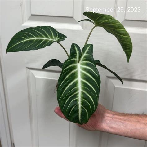 4 Xanthosoma Lindenii Magnifican Tri State Foliage In House