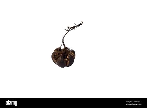 A Dry Out Seed Capsule Of Aristolochia Indica Isolated On White