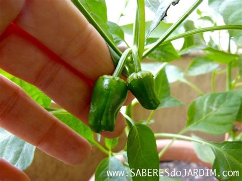 Como Isolar Flores De Pimenta