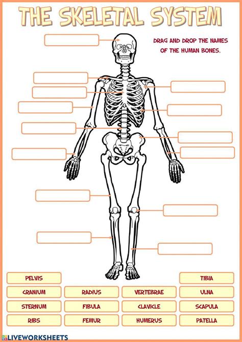 Human Skeletal System Worksheet Worksheets Library