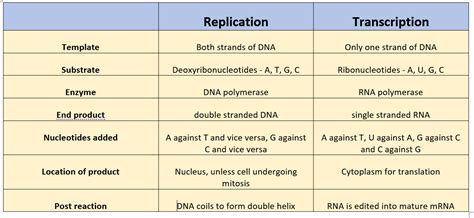 Dna Replication Vs Transcription Venn Diagram Transcription