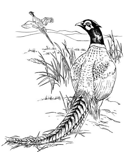 Pheasants In The Field Coloring Book To Print And Online Coloring Home