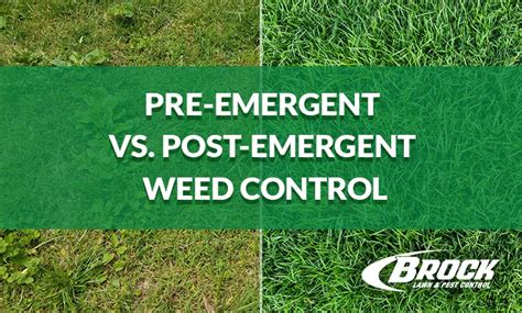 Pre Emergent Vs Post Emergent Weed Control Brock Pest Control