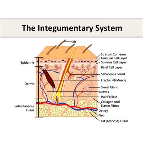 Biology Chapter 17 Integumentary System Skin Diagram Quizlet