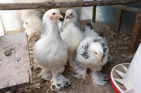 Gallina Brahma Origen Características y Cuidados