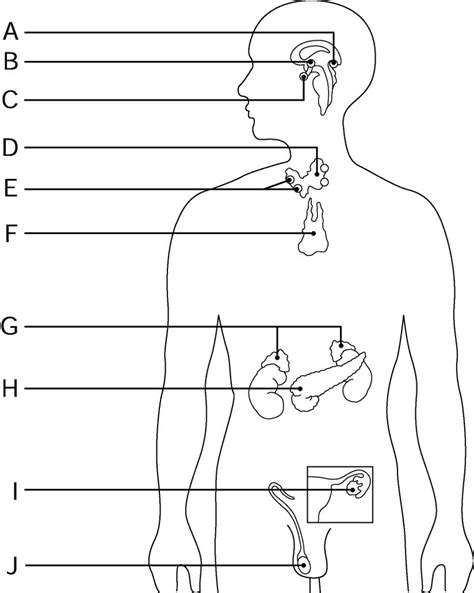 Endocrine System For Anatomy And Physiology Diagram Quizlet