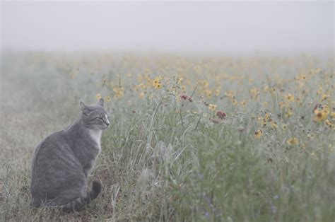 Gattari Da Legare Una Mattinata Di Nebbia Petsblog