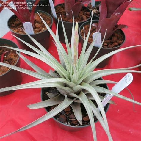 Plantfiles Pictures Tillandsia Bromeliad Air Plant Tillandsia Werneriana By Palmbob